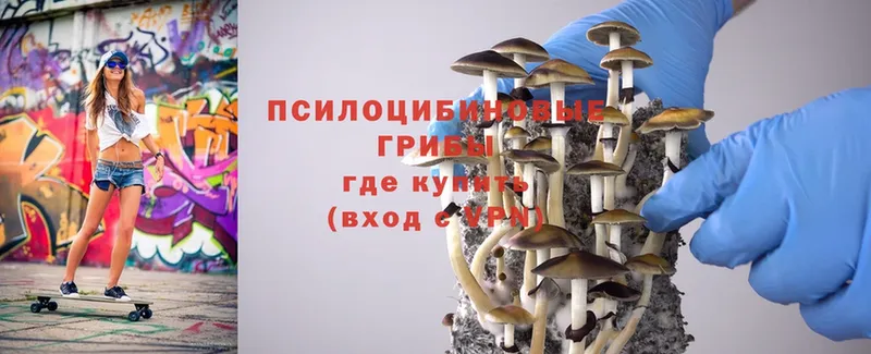 Псилоцибиновые грибы Psilocybe  Кизилюрт 